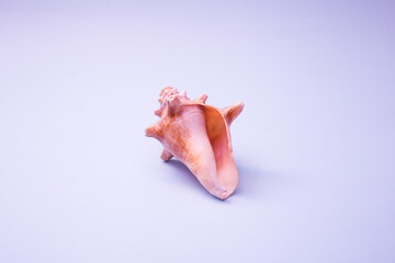 Shell pink on a purple background, contrasting colours