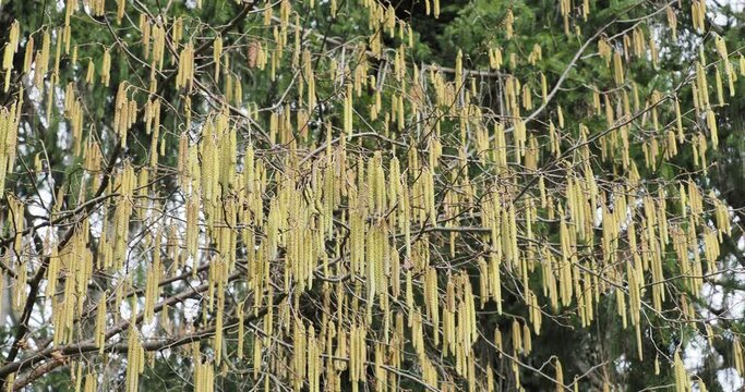 Grappes de Chatons rouge&acirc;tres et &eacute;cailleux pendant sur une branche de noisetier (Corylus avellana)