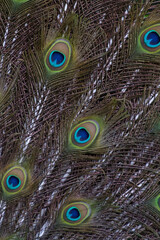 Obraz premium close up of beautiful peafowl feathers
