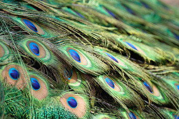 Fototapeta premium close up of beautiful peafowl feathers