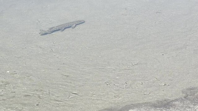 A northern pike swims in a clear flowing shallow river