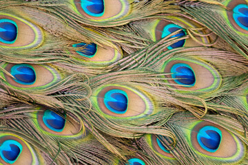 Obraz premium close up of beautiful peafowl feathers