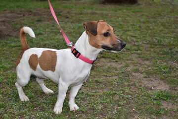 puppy jack russell for a walk pet