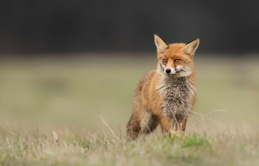 red Fox ( Vulpes vulpes ) close up