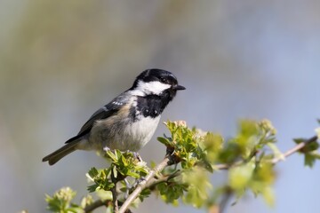 Coal tit perched /Periparus ater