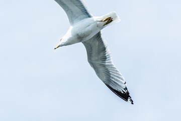 seagull in the sky