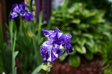 purple bearded iris flowers