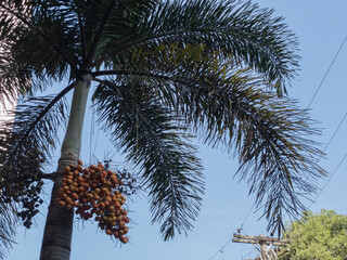 Syagrus romanzoffiana with fruits, called queen palm or cocos palm. In Brazilian Portuguese it is called Jeriva. Palm tree native to South America.