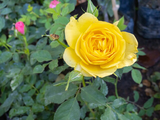 Small yellow rose among green leaves in the garden.