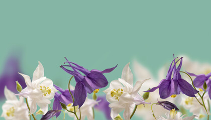 Beautiful Aquilegia glandulosa flowers against a dark background. Floral wallpaper with aquilegia...
