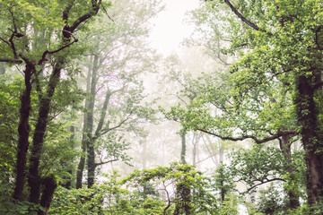 Fototapeta premium sun rays in the forest