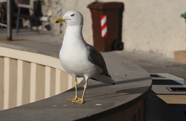 Seagull in Camogli 