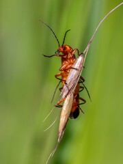 Red soldier beetle /Rhagonycha fulva