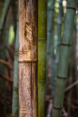 bamboo forest background
