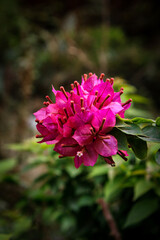 Obraz premium pink flower