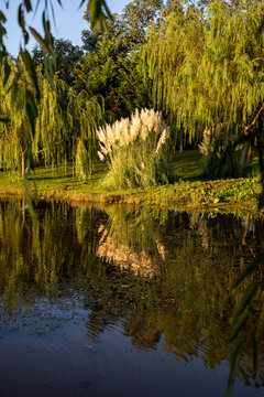 Pampas grass "Cortaderia selloana" or Gynerium argenteum reflected in the water of a lagoon.