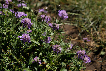Purple flower, background image, verbena flowers in the garden