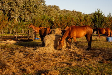 horses feeding in a stud