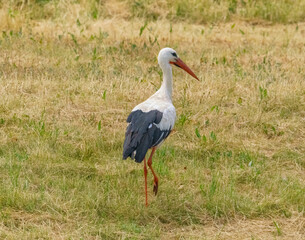 White stork, ciconia ciconia, standing in the meadow and is searching for food