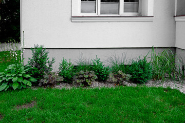 obwódka trawnika, rabata przy ścianie domu, front domu z zielonymi roślinami, żurawki, trawy ozdobne, funkie i bukszpan (Hosta, Heuchera, Buxus), flowerbed against the wall of the house, trawnik