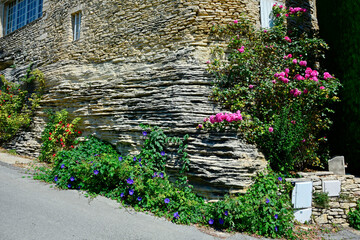 Obraz premium fioletowy powój i rózowe rózż na kamiennej ścianie, Convolvulus, bindweed and roses on the stone wall