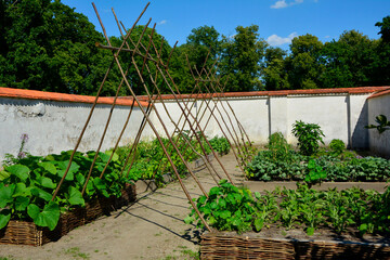 ogród warzywny, warzywnik, vegetable garden, vegetable garden, kitchen vegetable garden with poles for climbing beans  © kateej