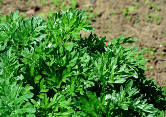 Bylica piołun (Artemisia absinthium), Bitter wormwood 