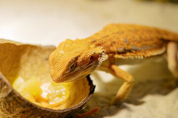 Red bearded Agama iguana eating fresh fruits and carrots in terrarium. Pogona is genus of reptiles. Cute amazing animal from Australia. Content of exotic lizard at home.