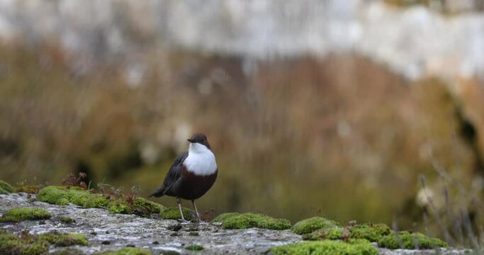 The white-throated dipper (Cinclus cinclus).
