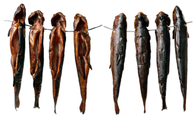 Smoked freshwater fish hanging on a wire straight from the smokehouse. Isolated background.