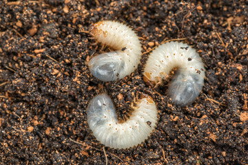 Image of three grub worms beetle in garden. Larvae close up. Source of protein. Entomology. Food of...