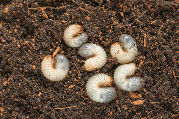 Image of grub worms beetle in garden. Larvae close up. Source of protein. Entomology. Food of future
