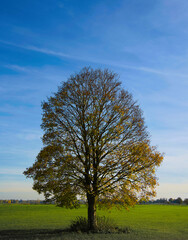 Einzelner Baum im Herbst