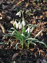 Schneeglöckchen komen aus der Erde im Sonnenlicht