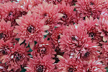 pink chrysanthemum flowers