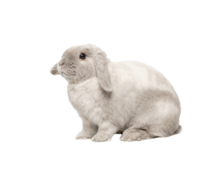 Gray fold rabbit isolate, sitting
