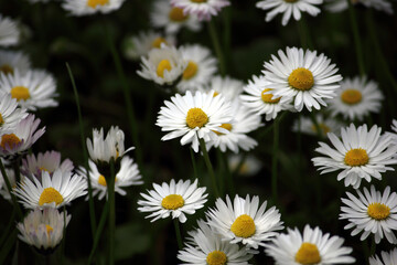 daisies in a field