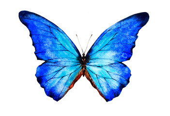 Obraz na płótnie Canvas A large blue butterfly. Watercolor illustration.