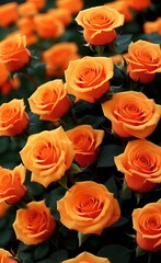 Yellow roses background 