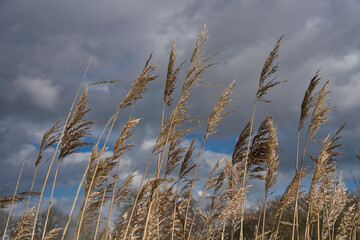 Schilfgras vor bewölktem Himmel