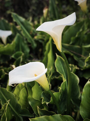 Large flawless white Calla lilies flowers. The flowers are surrounded by lush green leaves in the springtime in California. High-quality photo