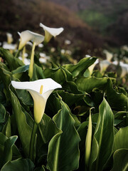 Large flawless white Calla lilies flowers. The flowers are surrounded by lush green leaves in the springtime in California. High-quality photo