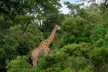 Giraffe Grazing on a Heavily Wooded Hillside
