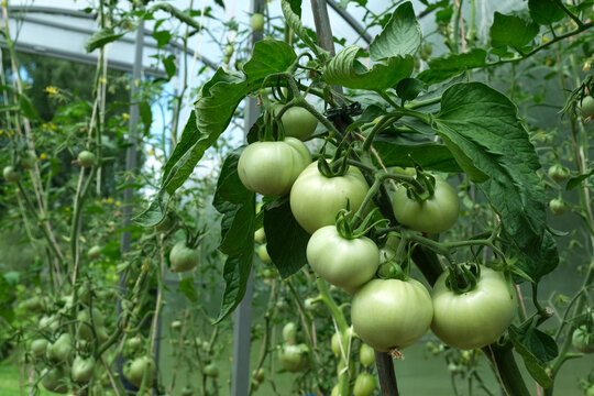 Branch Unripe green tomatoes in greenhouse, close-up. Green vegetables. Diseases of nightshade plants