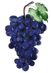 Hand-painted abstract clip art of dark blue grapes and green leaf on a tree branch. Suitable for social media posts, postcards, logo, mobile apps, banners design and web ads, prints and more. PNG file