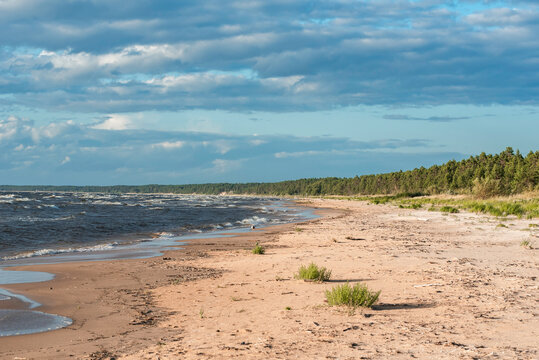 Empty sandy beach of Baltic sea at sunny summer day