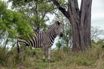 Fototapeta na wymiar Zebra in a Forested area of South Africa