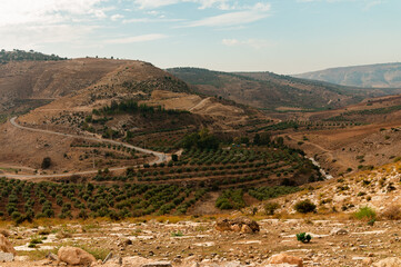 Landscape Close to Amman Jordan Featuring Olive Trees Rolling Hills