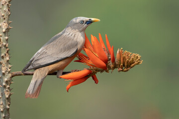 Chest nut tailed starling