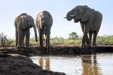 A small herd of African Elephants drinking at a waterhole in Botswana